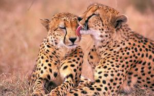 South African Cheetahs wallpaper thumb