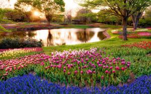 Japan, Tokyo, morning scenery in the park, sunrise, pond, trees, flowers wallpaper thumb