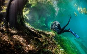 Diver Underwater Grass Tree HD wallpaper thumb