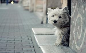 Yorkshire Terrier, Dog, Pet, Animal wallpaper thumb