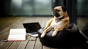 Pug, Laptops, Books, Macbook, Dog wallpaper thumb