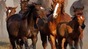 Family Of Horses wallpaper thumb