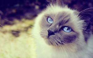 Cat Of Blue Eyes wallpaper thumb