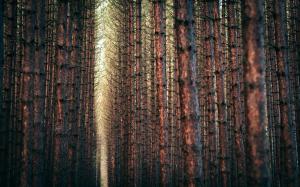 Trees Forest Tree Trunks HD wallpaper thumb