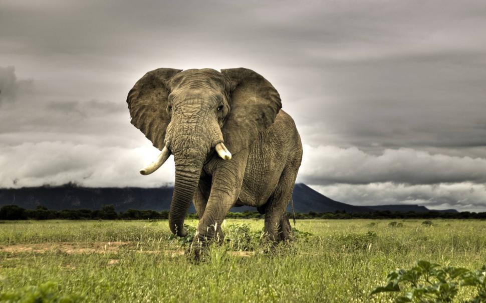 Elephant Savanna  High Res Photos wallpaper,desert HD wallpaper,grassland HD wallpaper,savanna HD wallpaper,savannah HD wallpaper,sunset HD wallpaper,1920x1200 wallpaper