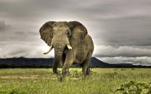 Elephant Savanna  High Res Photos wallpaper thumb