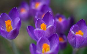 Spring flowers close-up, purple crocuses wallpaper thumb