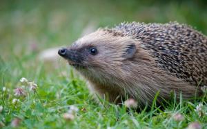 Animals close-up, hedgehog, grass wallpaper thumb