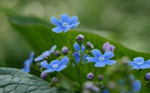 Tiny Blue Flowers wallpaper thumb