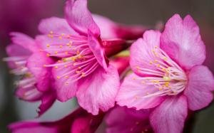 Pink flowers close-up, petals wallpaper thumb