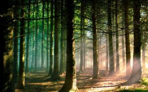 Nature, Trees, Forest, Branch, Sun Rays, Landscape, Pine Trees, Sunlight, Green wallpaper thumb