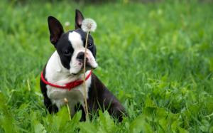 Boston Terrier, Dog, Dandelion, Grass, Nature wallpaper thumb