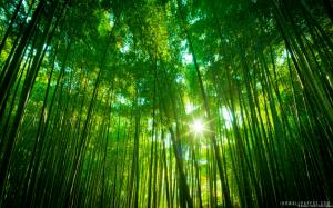 Bamboo Forest Japan wallpaper thumb