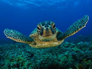 Sea Turtle, Animals, Sea, Blue wallpaper thumb