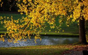 Yellow leaves, tree, autumn, pond, sunlight wallpaper thumb