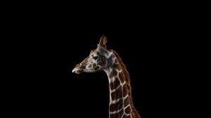 Photography, Mammals, Giraffes, Simple Background wallpaper thumb
