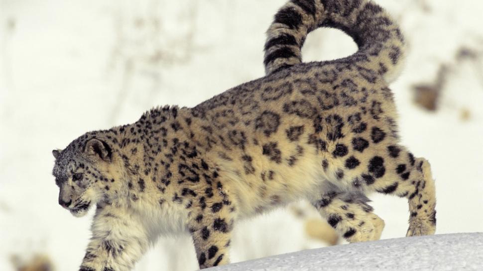 Snow Leopard Leopard HD wallpaper,animals HD wallpaper,snow HD wallpaper,leopard HD wallpaper,1920x1080 wallpaper