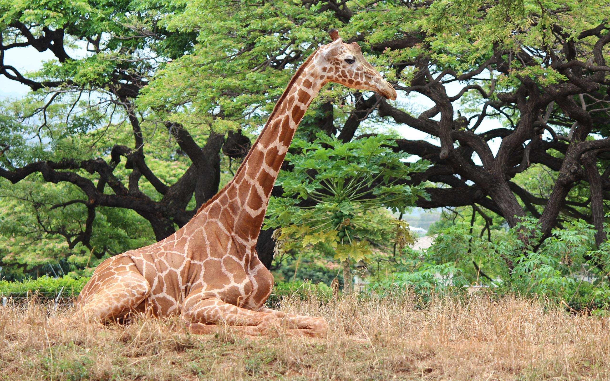 А у жирафа шея длинная. Жираф на дереве. Жирафы с деревом. Жираф ест листья. Жираф выше дерева.