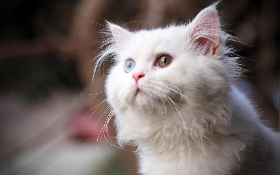 White Cat Photo Download wallpaper,cats HD wallpaper,download HD wallpaper,photo HD wallpaper,white HD wallpaper,1920x1200 wallpaper
