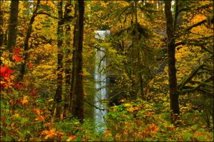Waterfall in forest wallpaper thumb