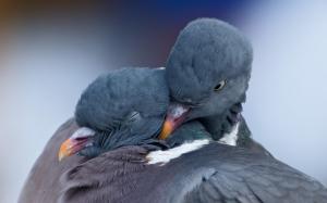 Pigeons Birds Love Mood High Resolution Pictures wallpaper thumb