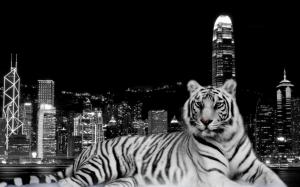 City Dark Tiger wallpaper thumb
