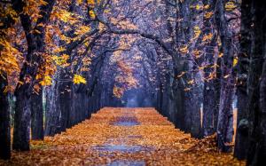 Forest, park, trees, leaves, path wallpaper thumb