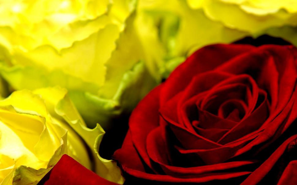 Red Rose Close Up wallpaper,yellow HD wallpaper,deep HD wallpaper,nice HD wallpaper,background HD wallpaper,beautiful HD wallpaper,dark HD wallpaper,close concept HD wallpaper,organic HD wallpaper,emotional HD wallpaper,beauty HD wallpaper,oman HD wallpaper,1920x1200 wallpaper
