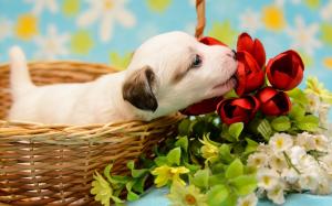 White puppy, basket, flowers wallpaper thumb