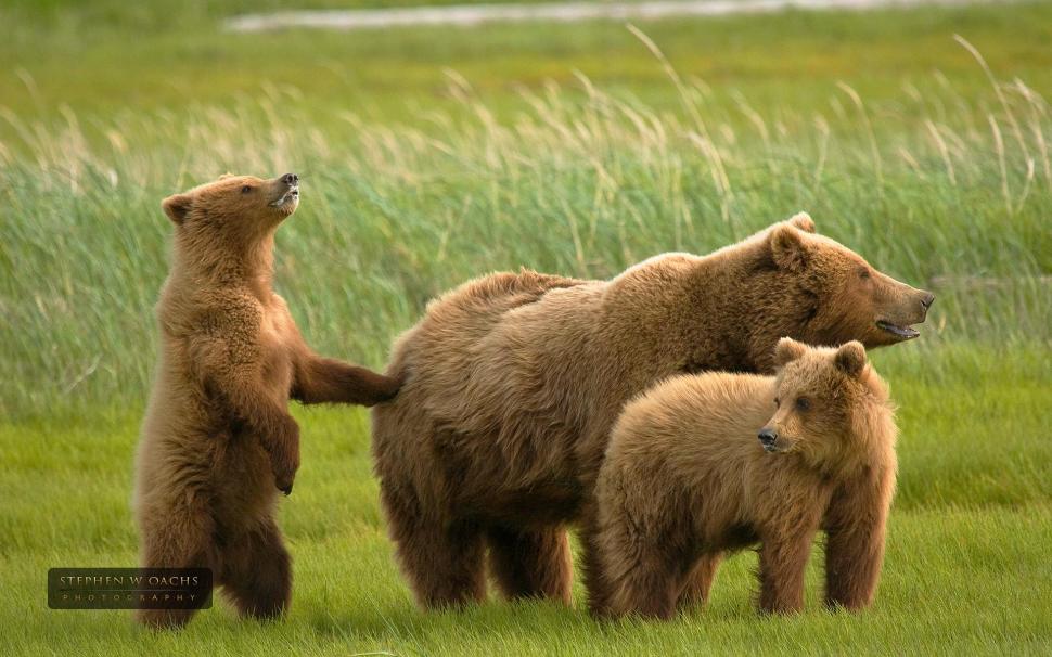 Grizzly Bear Family wallpaper,grizzly HD wallpaper,nature HD wallpaper,wildlife HD wallpaper,brown HD wallpaper,animal HD wallpaper,bear HD wallpaper,family HD wallpaper,animals HD wallpaper,1920x1200 wallpaper