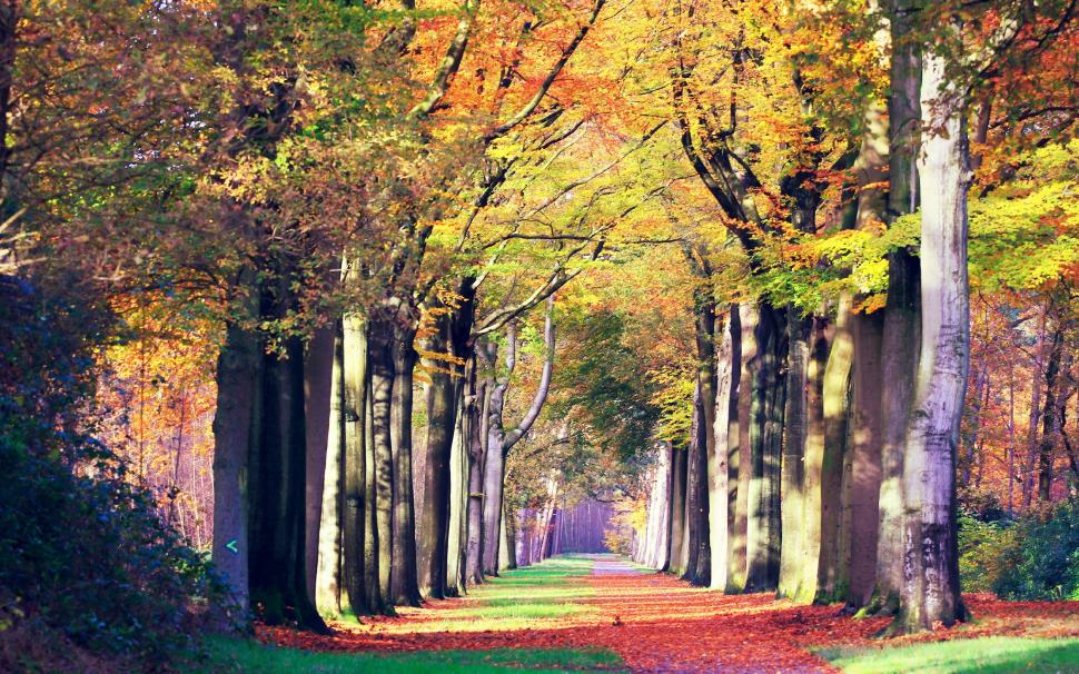 Autumn, road, landscape wallpaper,Autumn HD wallpaper,road HD wallpaper,landscape HD wallpaper,2560x1600 wallpaper