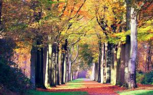 Autumn, road, landscape wallpaper thumb