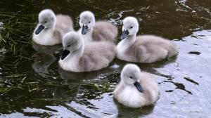 Beautiful Baby Swans wallpaper thumb