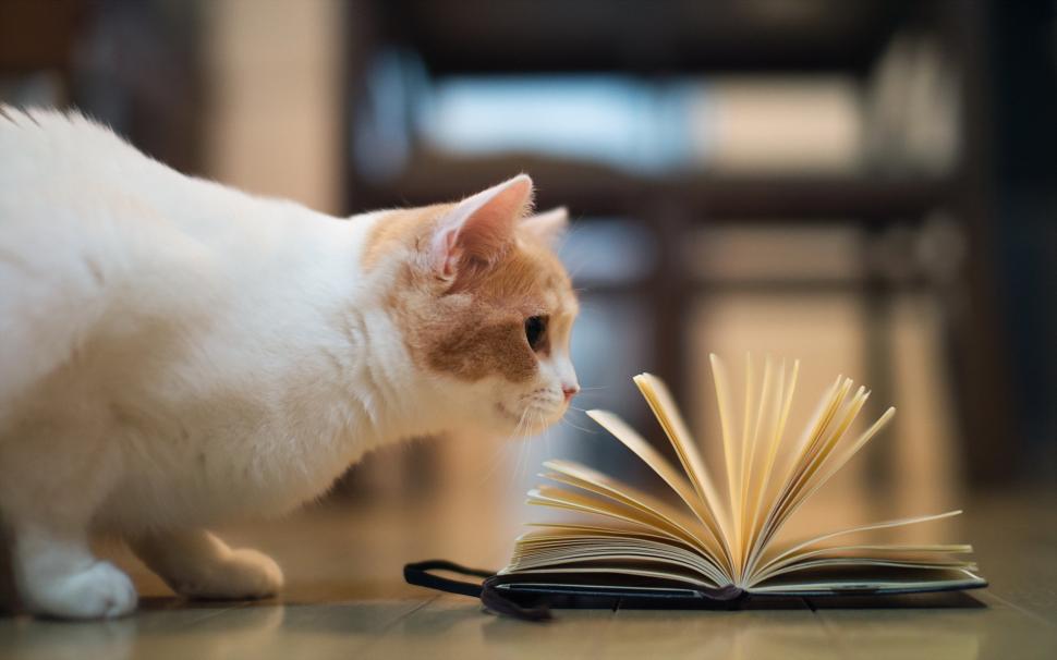Humorous Pictures Cat Reading Book Wallpaper Animals Wallpaper Better
