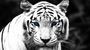 White Tiger Blue Eyes  Widescreen wallpaper thumb
