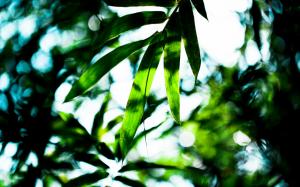 Leaves Green Tropical HD wallpaper thumb