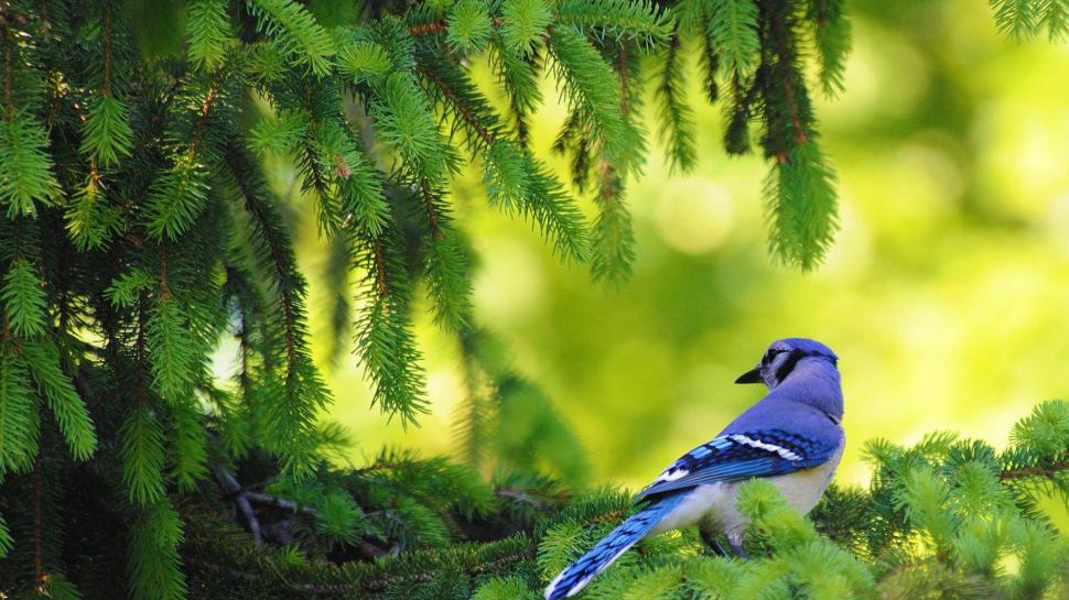 Blue Jay In The Pine Tree wallpaper,pine trees HD wallpaper,blue jays HD wallpaper,birds HD wallpaper,animals HD wallpaper,1920x1080 wallpaper