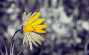 Wildflower close-up, yellow white petals, bokeh wallpaper thumb