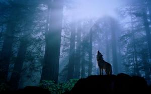 Wolf Forest Hi Res s wallpaper thumb