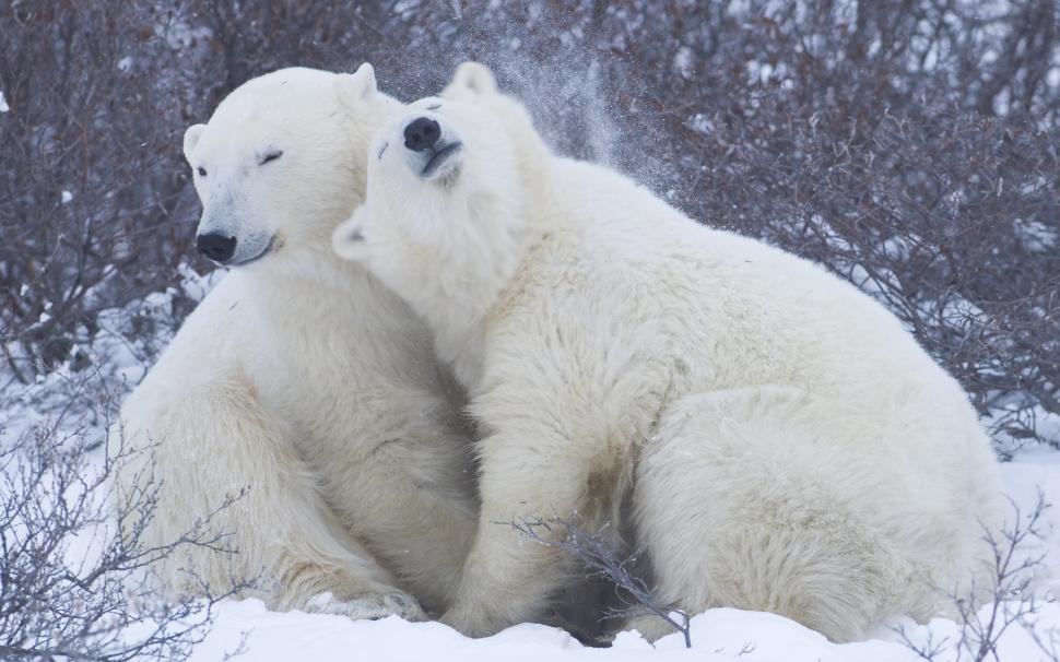 Cute Polar Bears wallpaper,white bear HD wallpaper,polar bear HD wallpaper,bear HD wallpaper,2880x1800 wallpaper