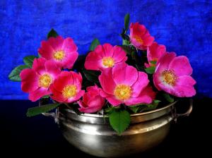 Pink flowers, petals, vase wallpaper thumb