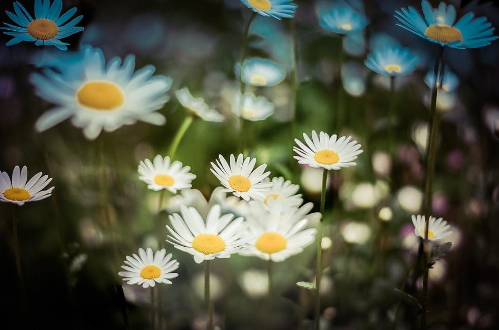 Daisies colored flowers wallpaper,daisies wallpaper,colored wallpaper,flowers wallpaper,green wallpaper,meadow wallpaper,1100x729 wallpaper