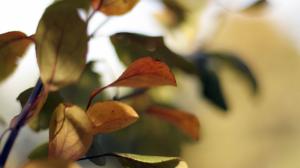 Leaf Leaves Macro HD wallpaper thumb