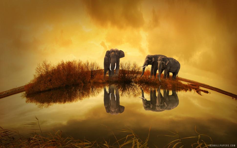 Elephants Thailand wallpaper,thailand HD wallpaper,elephants HD wallpaper,2560x1600 wallpaper