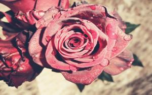 Rose Drops wallpaper thumb