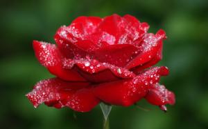 Lonely red rose flower, water drops wallpaper thumb
