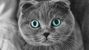 Scottish Fold cat, eyes, face wallpaper thumb