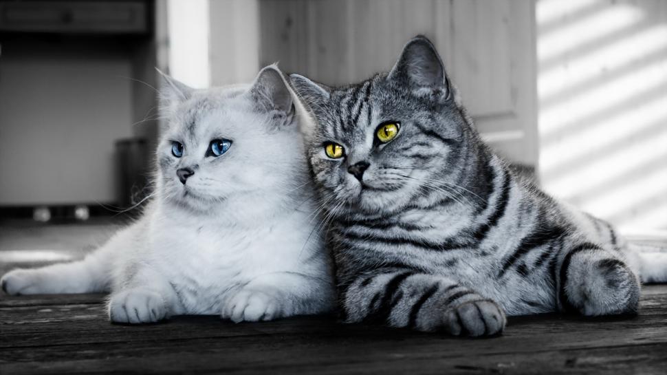 Two cats, white, gray wallpaper,Two HD wallpaper,Cats HD wallpaper,White HD wallpaper,Gray HD wallpaper,1920x1080 wallpaper