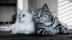 Two cats, white, gray wallpaper thumb