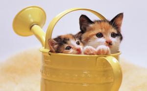 Cats In A Watering wallpaper thumb